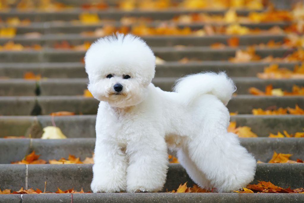bichon frise on the stairs