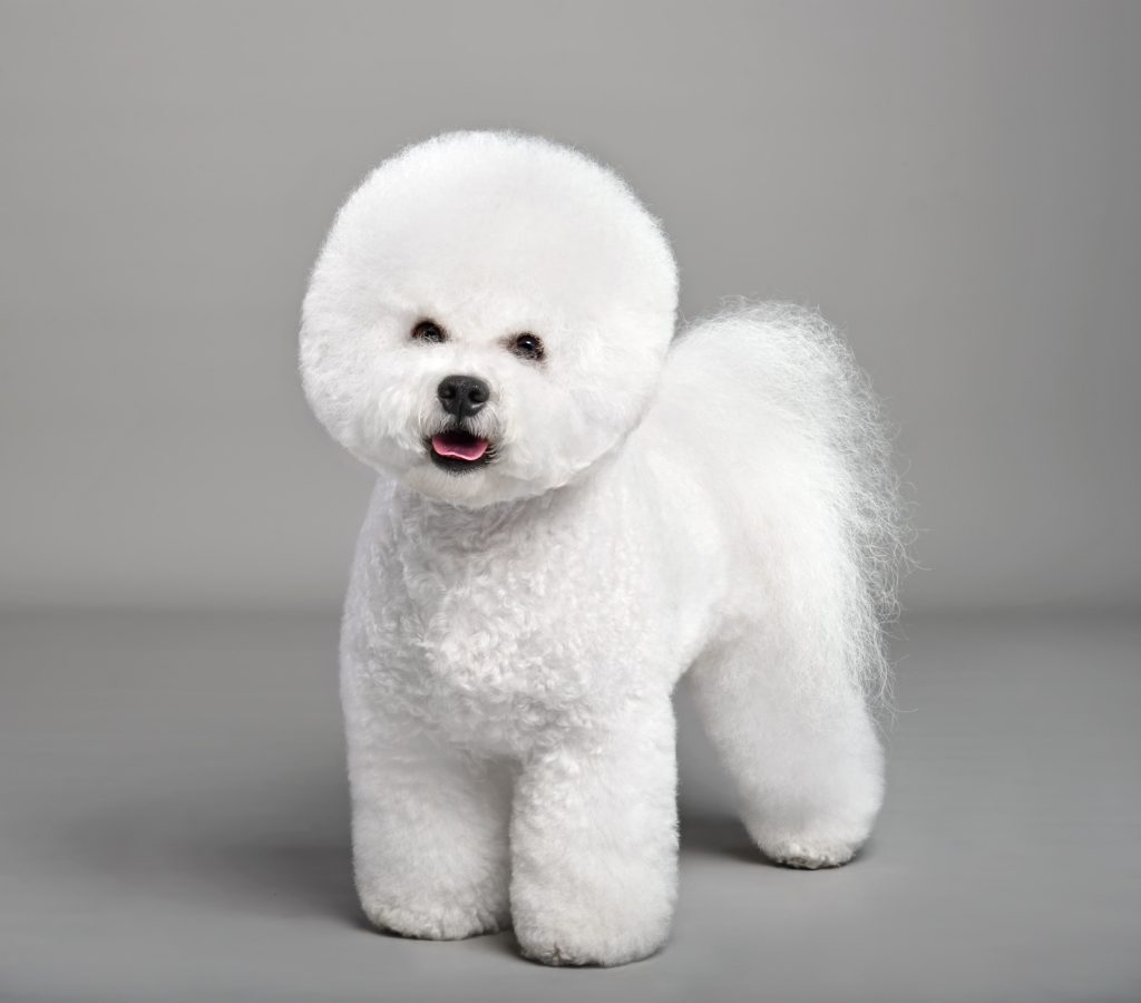 bichon frise portrait