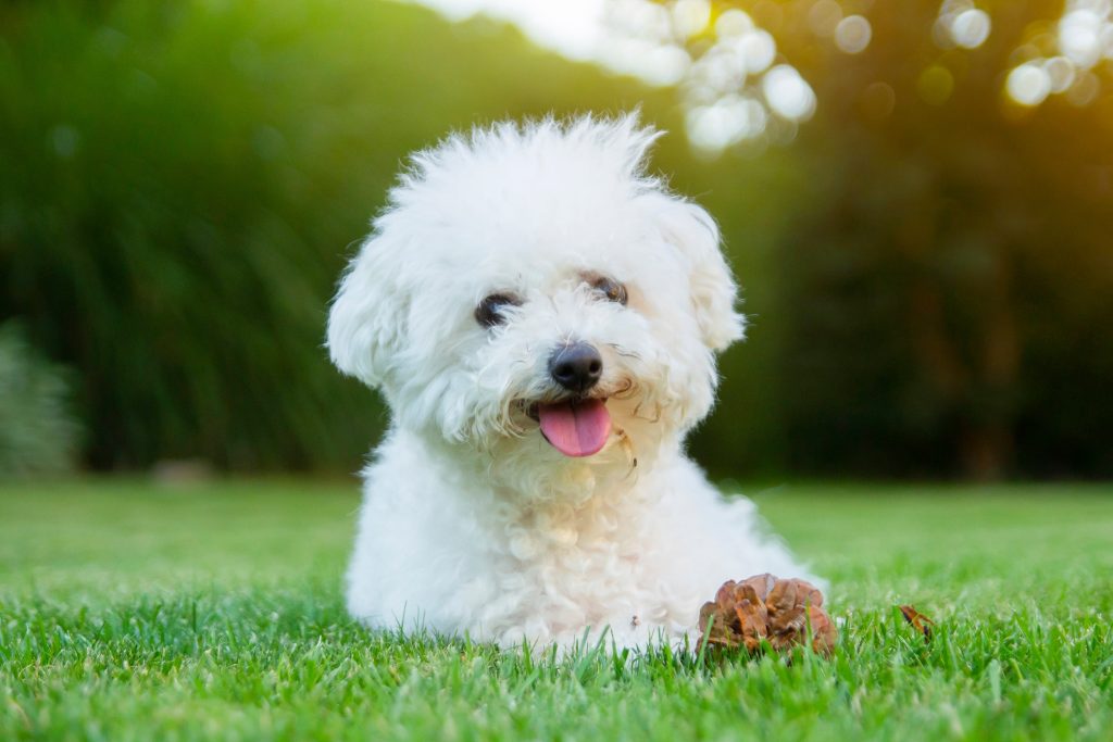 bichon frise smiling