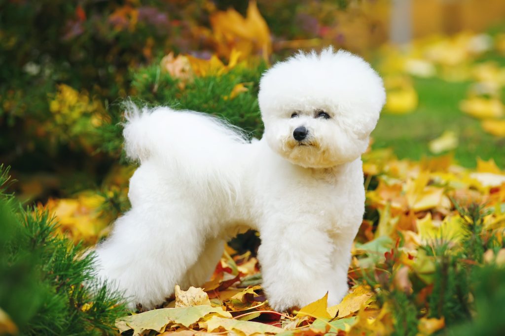 bichon frise solo