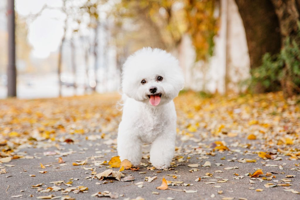 bichon frise walking