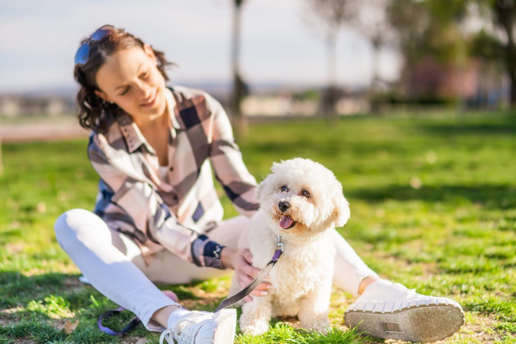 bichon frise with woman