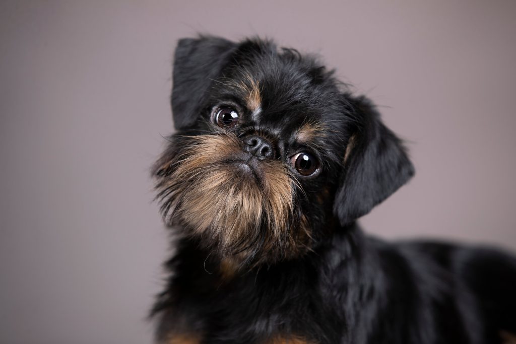 black brussels griffon