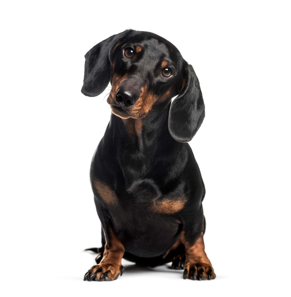 black dachshund