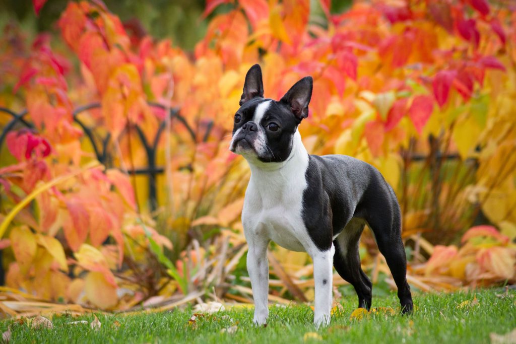 boston terrier autumn