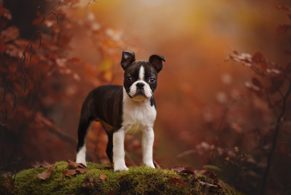 boston terrier in the woods