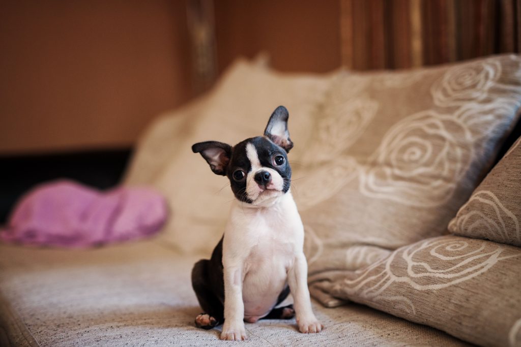 boston terrier on the bed