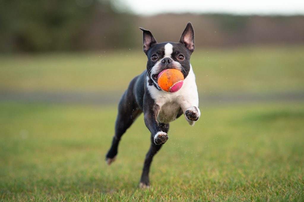 boston terrier playing fetch