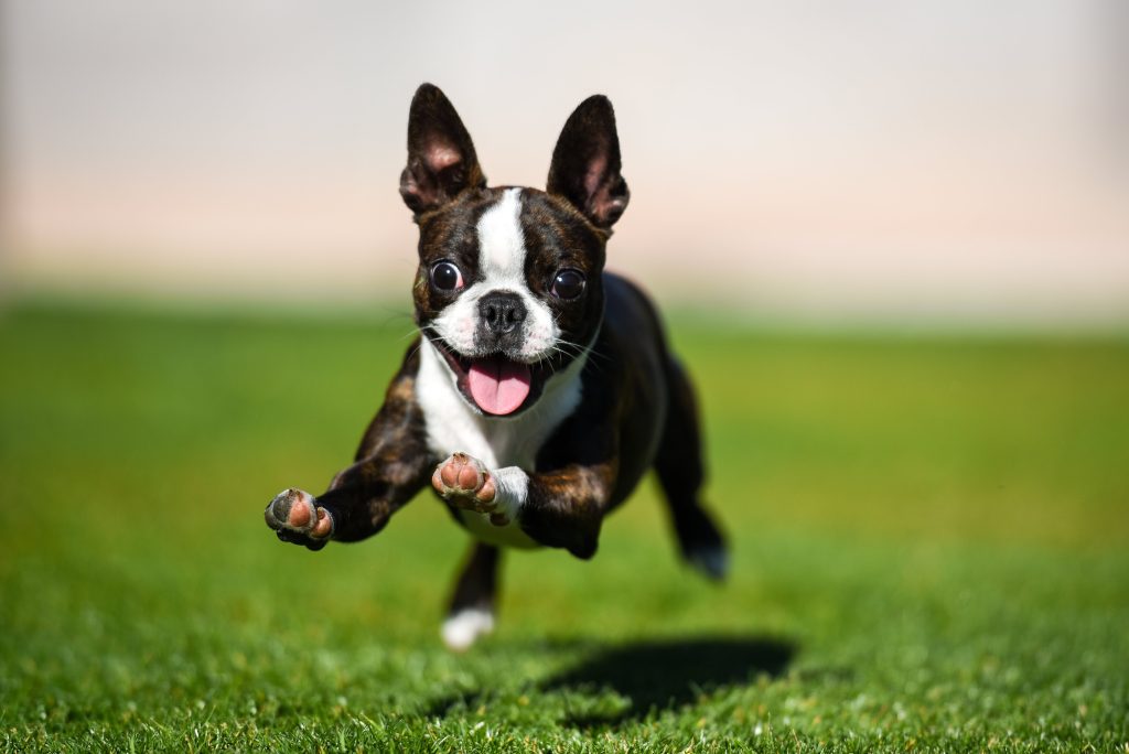 boston terrier running