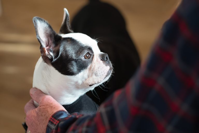 boston terrier with human