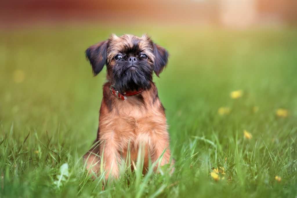 brussels griffon portrait