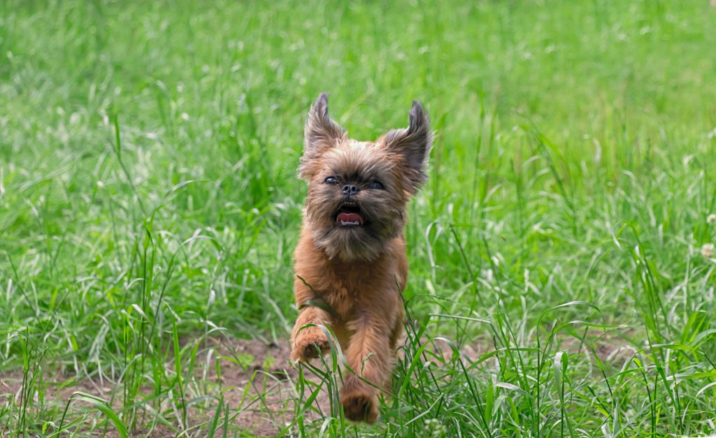 brussels griffon running