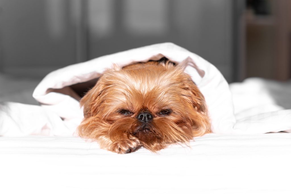 brussels griffon under the sheet