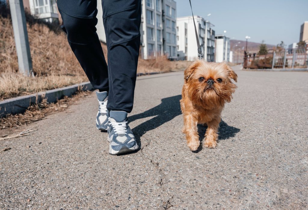 brussels griffon walking