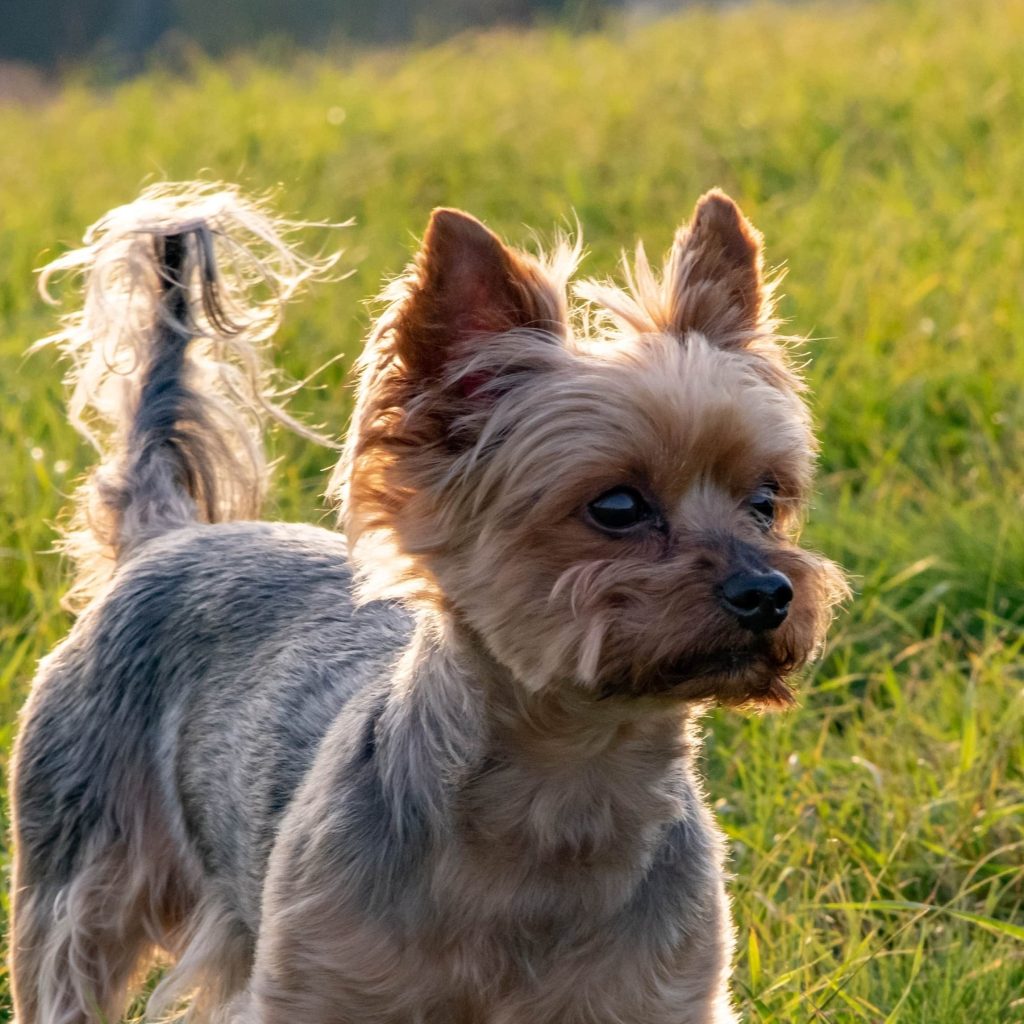 cairn terrier in the park mobile