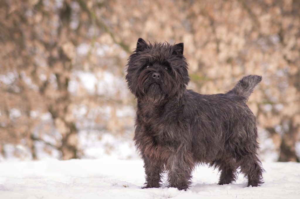 cairn terrier in the snow