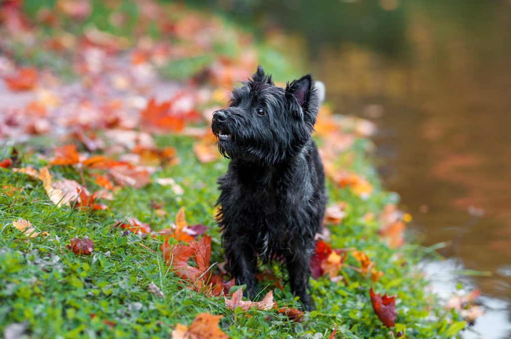 cairn terrier on the grass