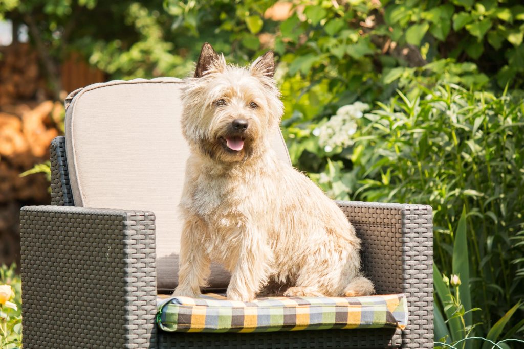 cairn terrier on the lounge