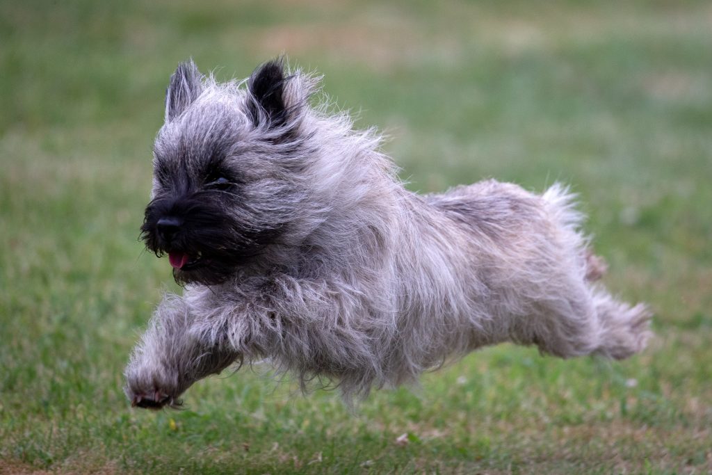 cairn terrier running