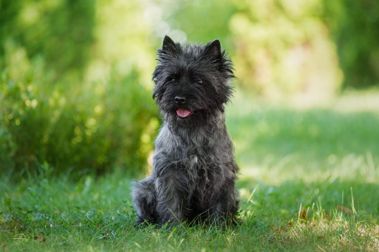 cairn terrier solo