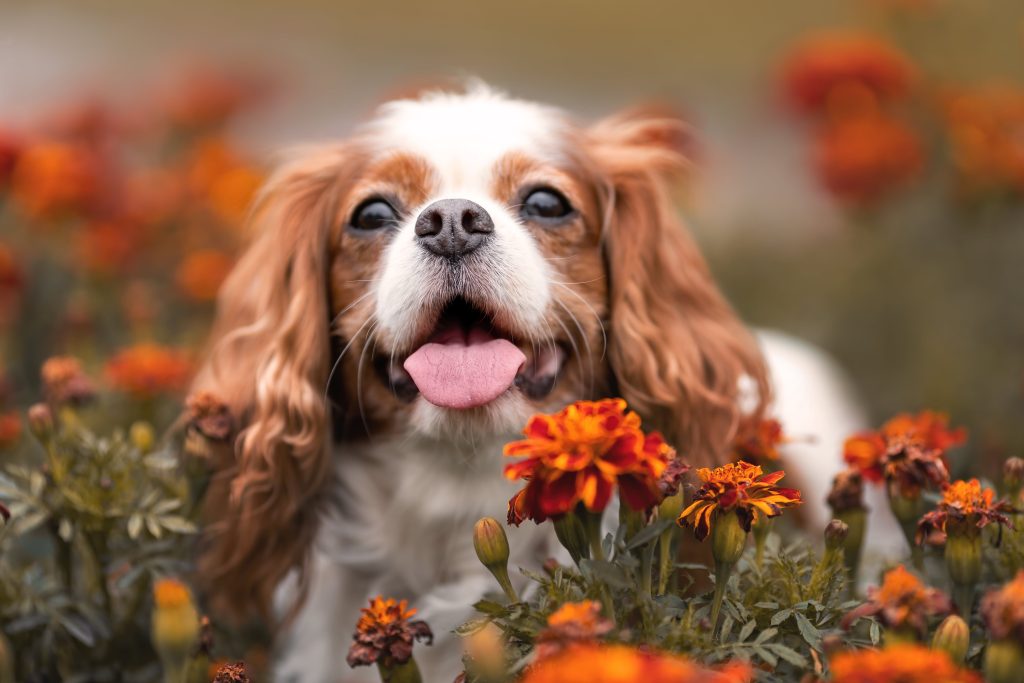 cavalier king charles in the garden