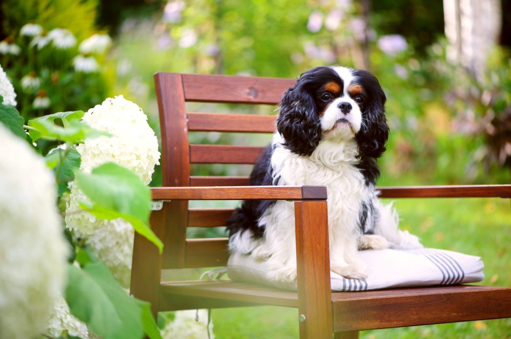 Dogtime cavalier king charles sales spaniel