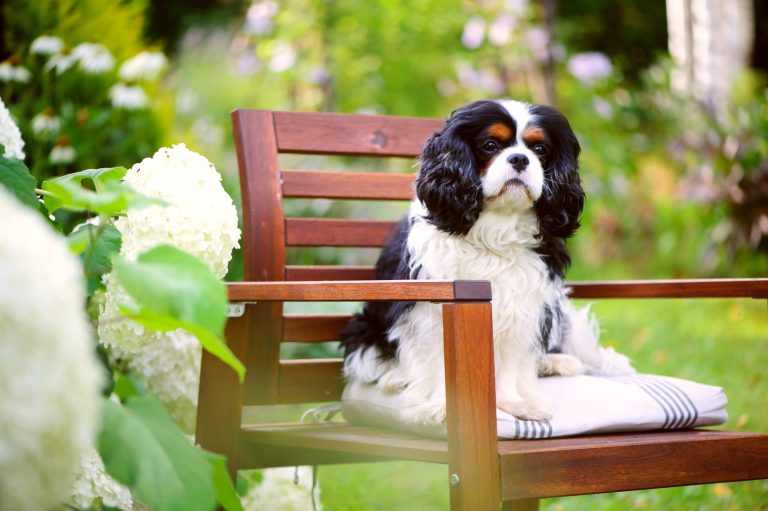 cavalier king charles on the bench