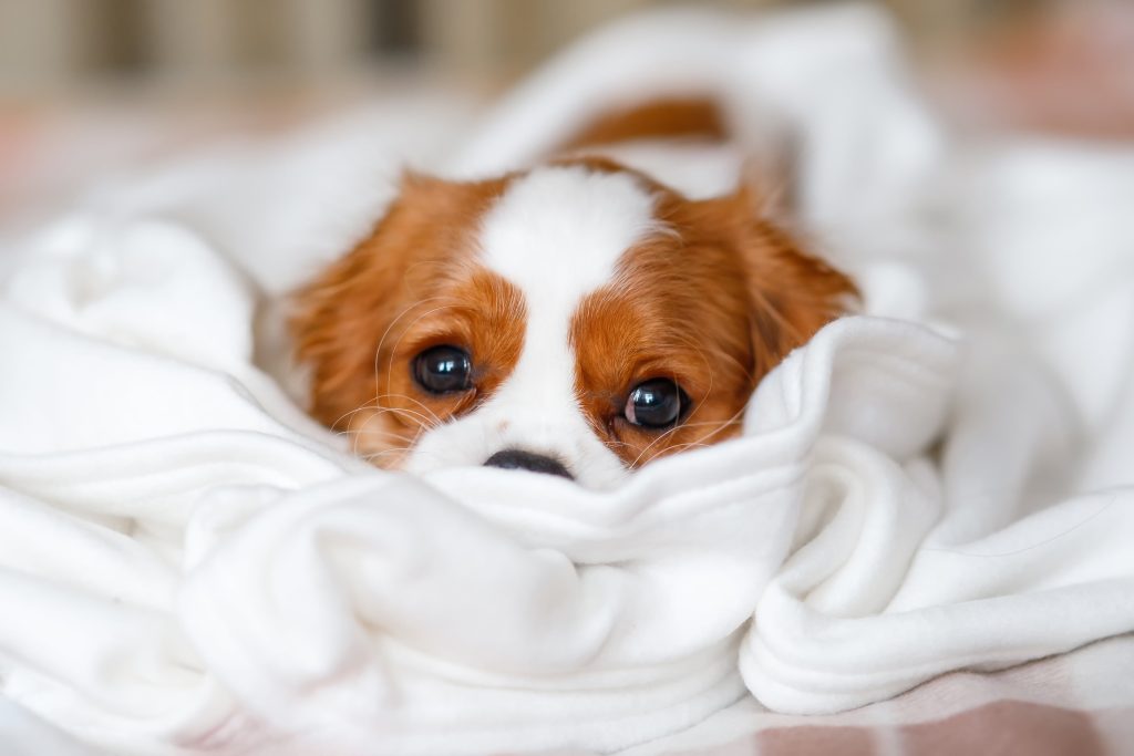 cavalier king charles under the sheets