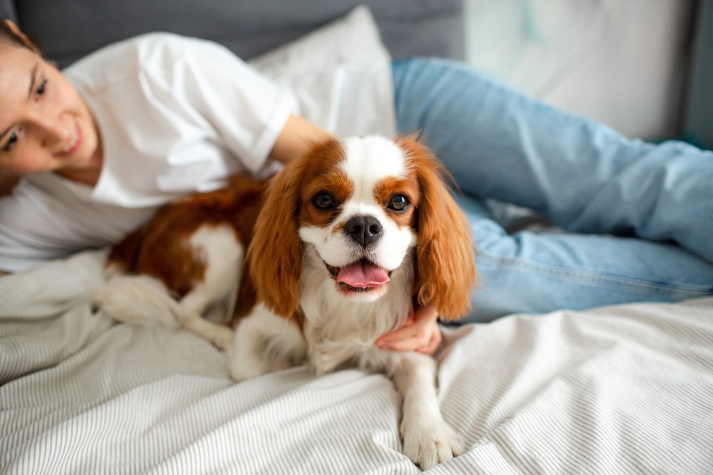 cavalier king charles with woman