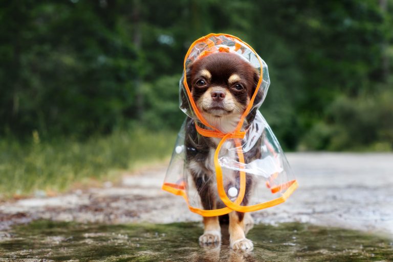 chihuahua in a raincoat