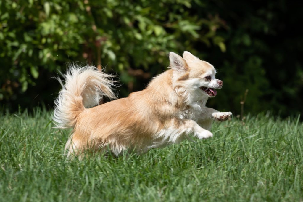chihuahua running