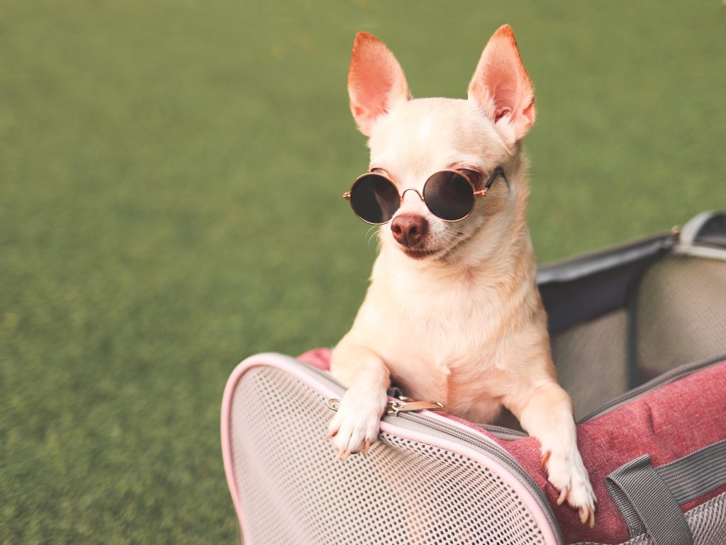 chihuahua with sunnies