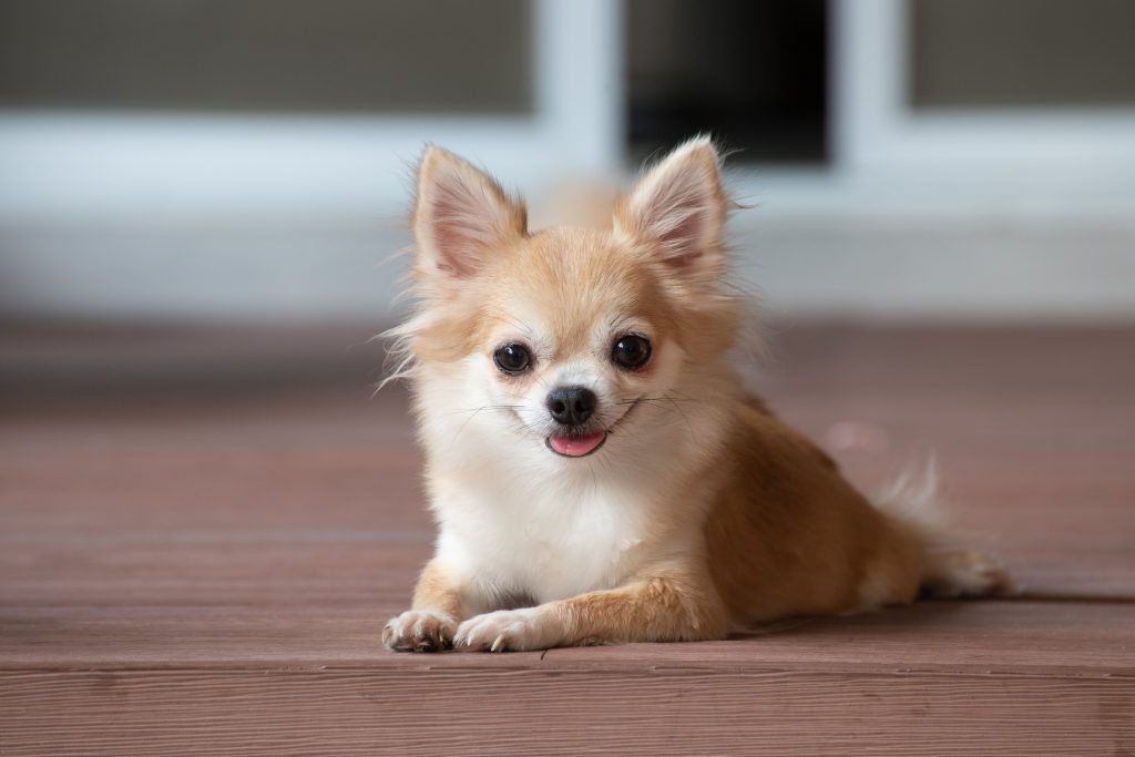 cute chihuahua