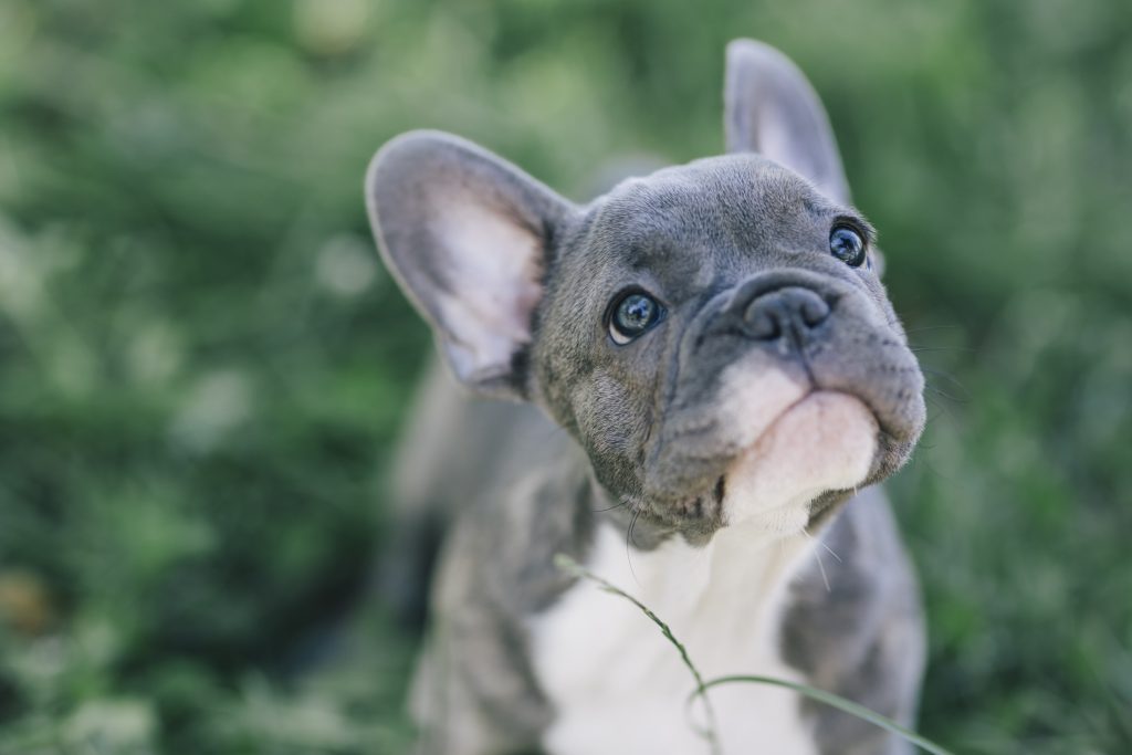 cute french bulldog