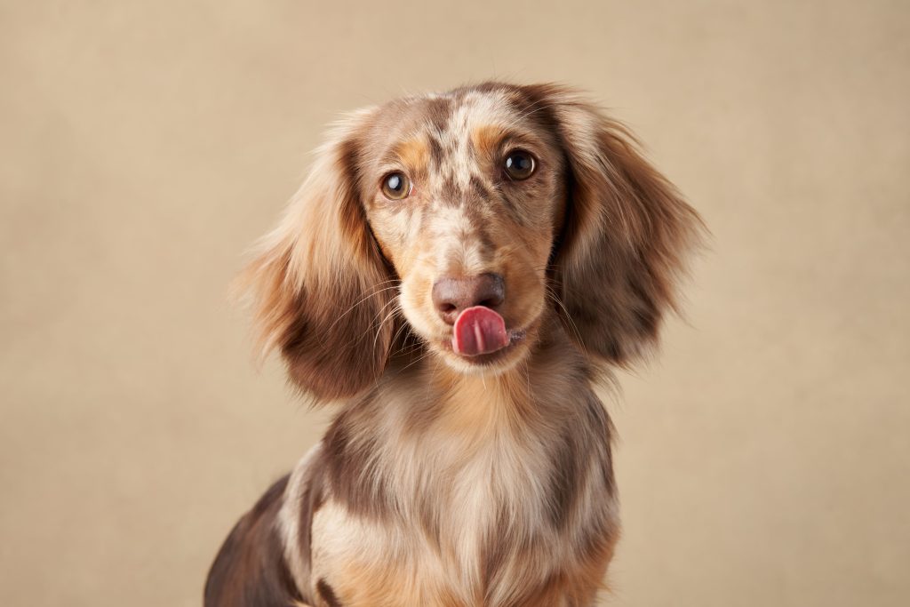 dachshund with spots