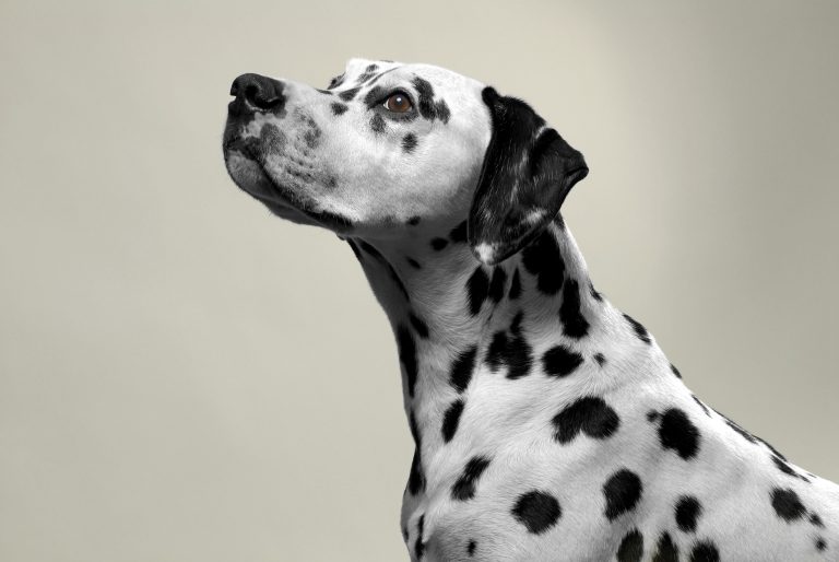 dalmation close up