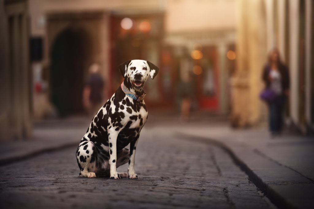 dalmation in the city