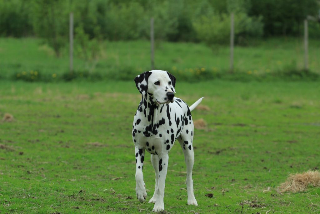 dalmation in the park