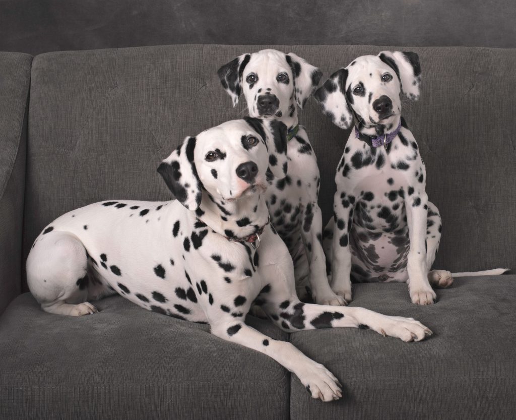 dalmation mom and puppies