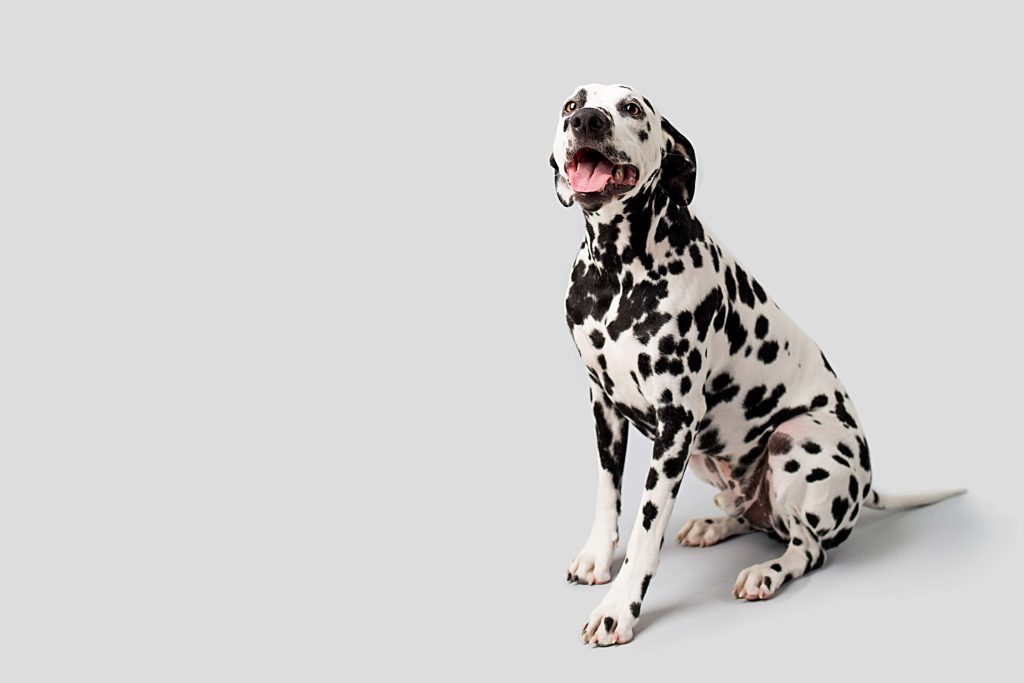 dalmation potrait