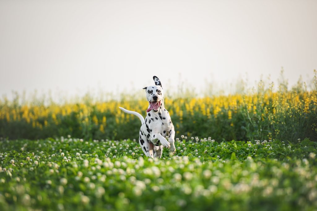 dalmation running