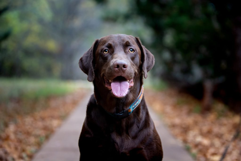 dark labrador