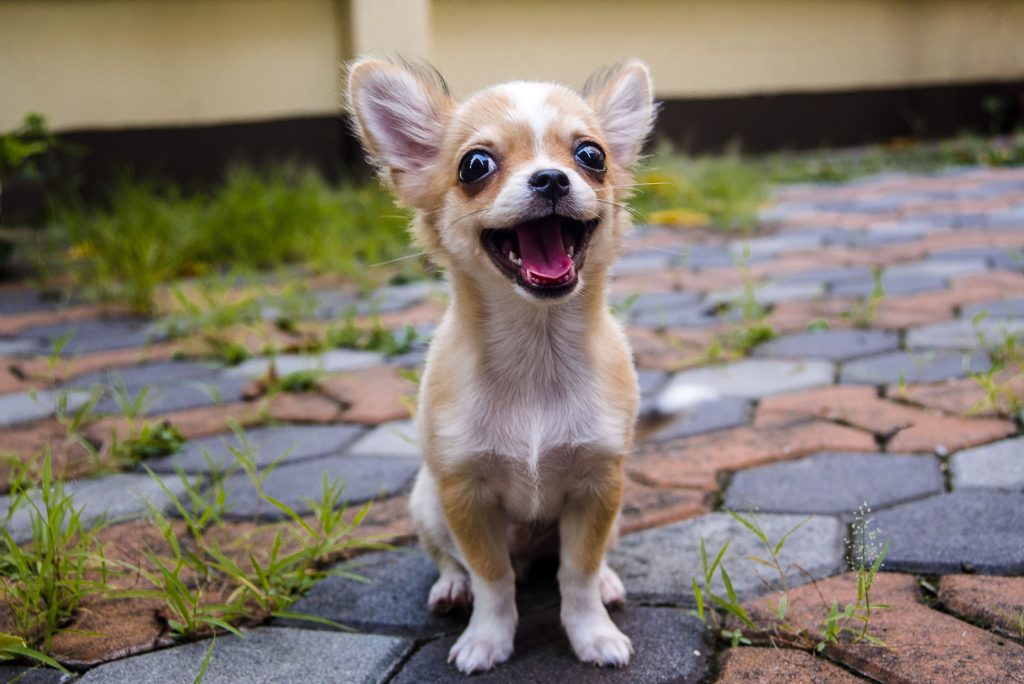 excited chihuahua