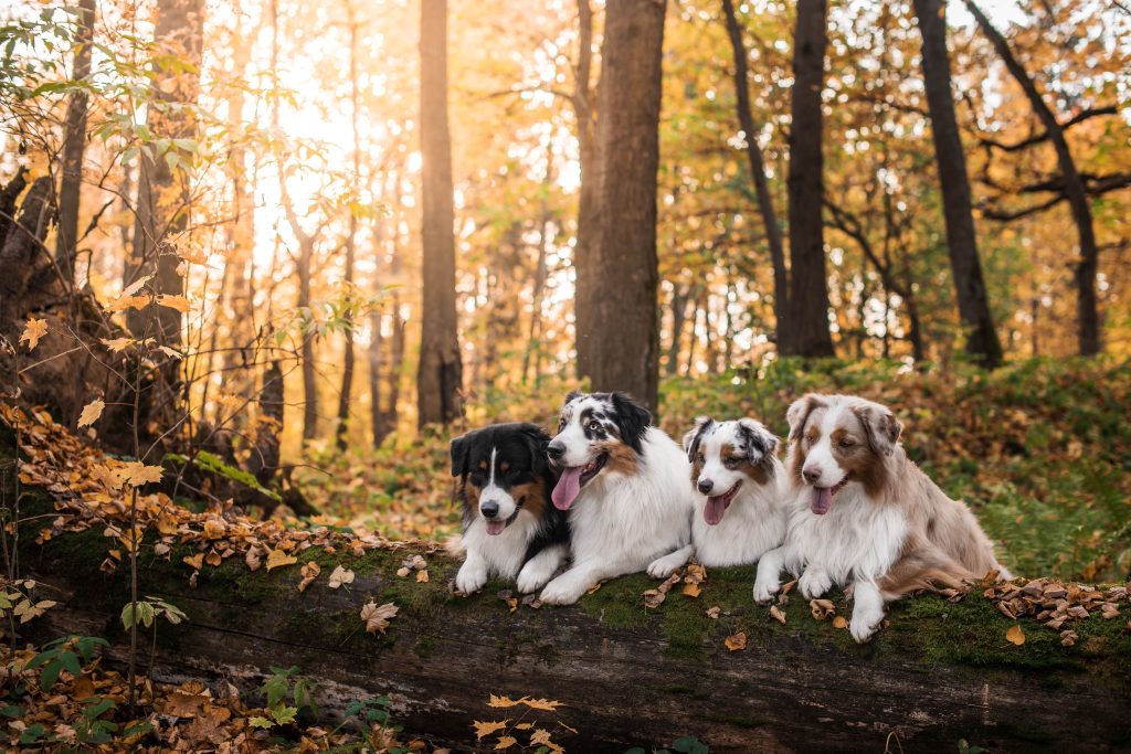 four australian shepherd