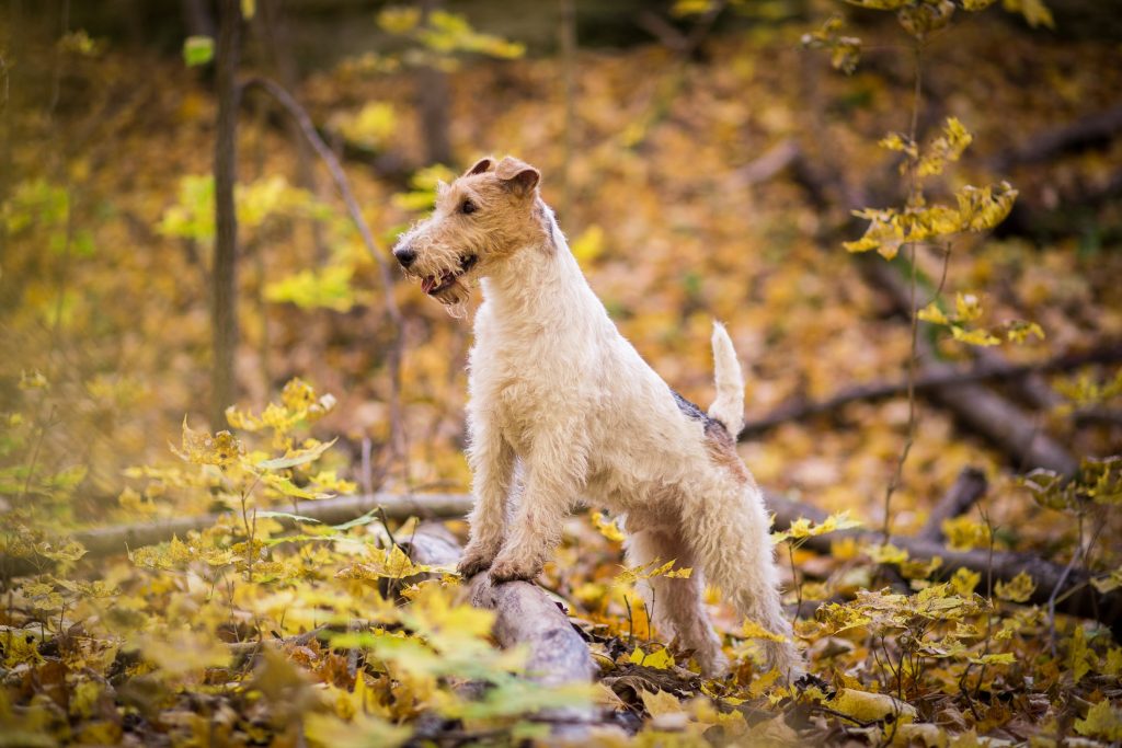 fox terrier autumn