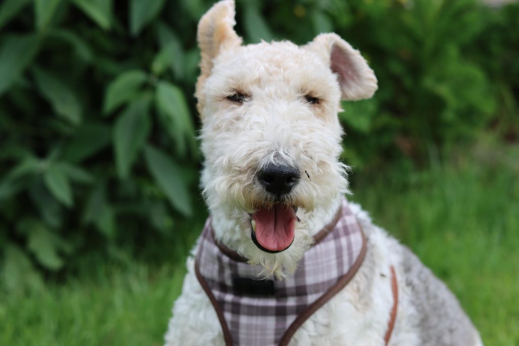 fox terrier close up