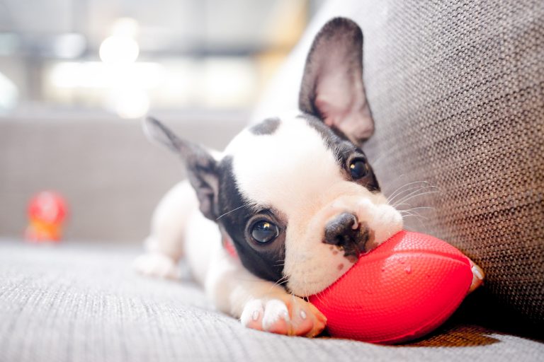 french bulldog biting a ball