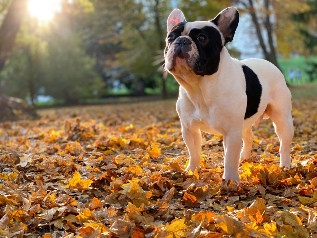 french bulldog in autumn