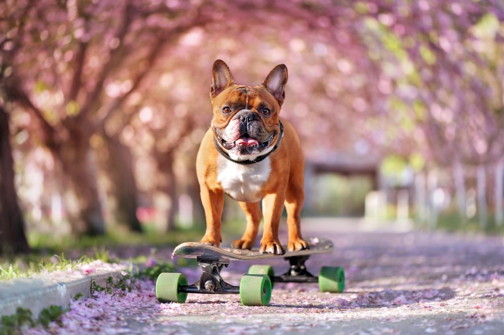 french bulldog on a skateboard