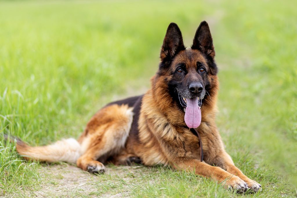 german shepherd chilling